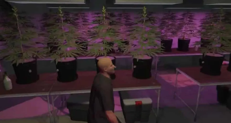 Secret Weed farm MLO FiveM resource preview 5
